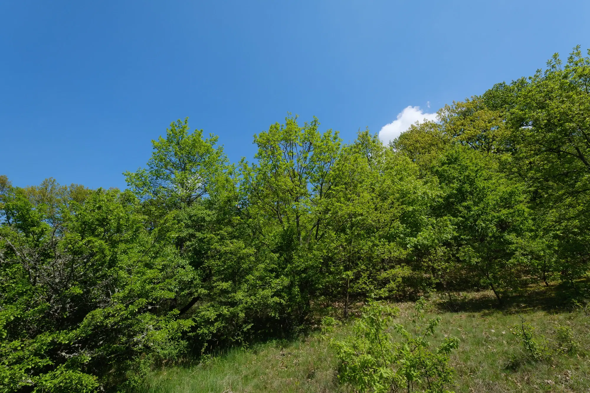 68.678 m2 Bosgrond in de regio Vidin - Bulgarije