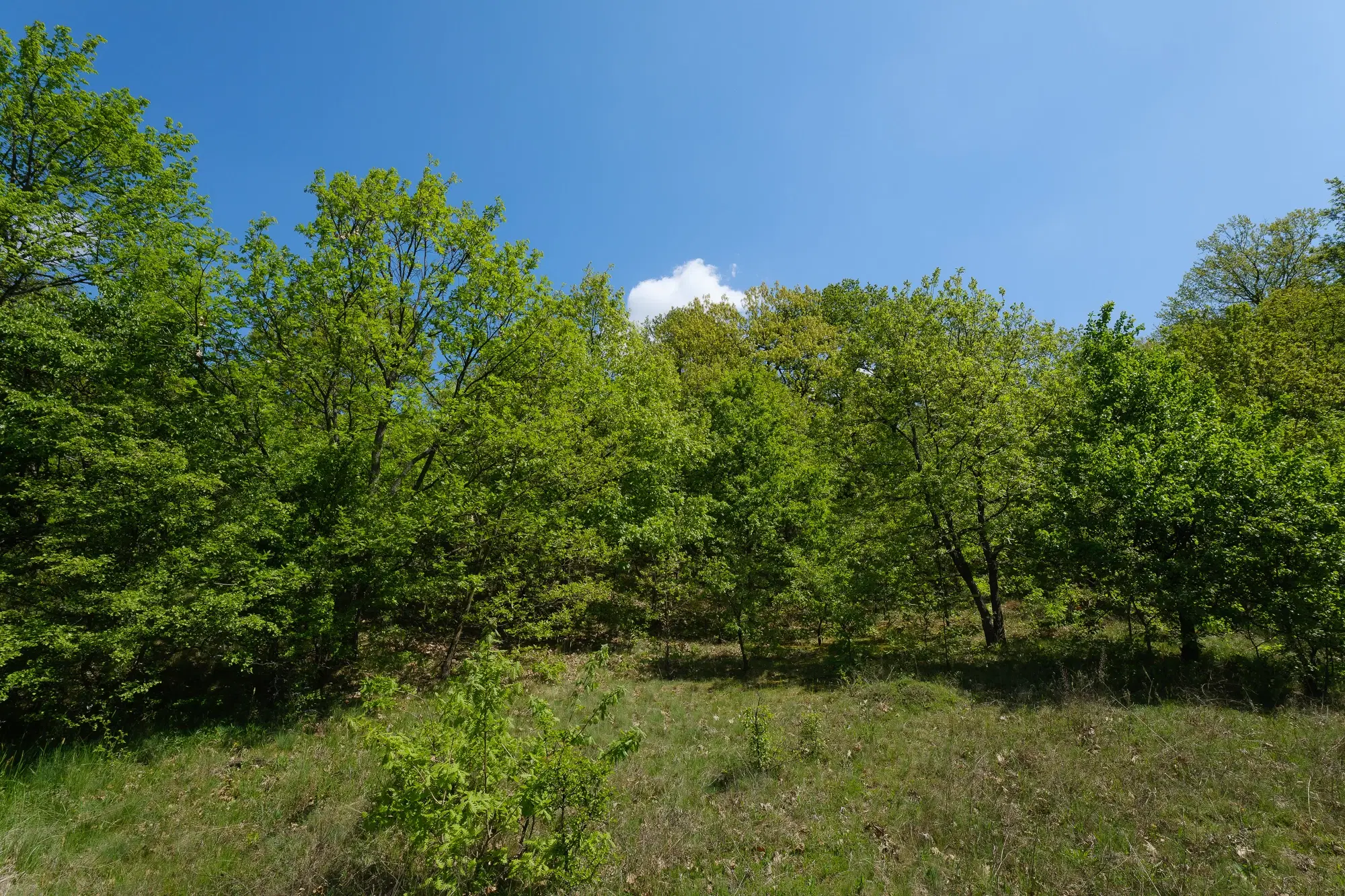 68.678 m2 Bosgrond in de regio Vidin - Bulgarije