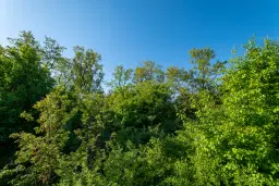 13.604 m2 bosgrond in Vidin - Bulgarije