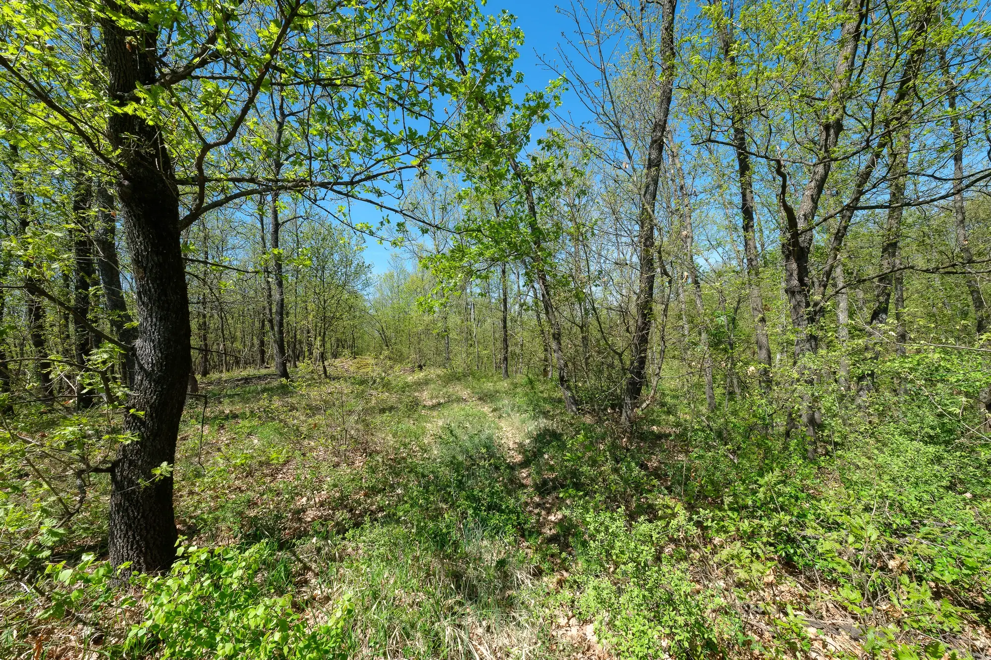 Bosgrond in Tolovitsa, rego Vidin - Bulgarije