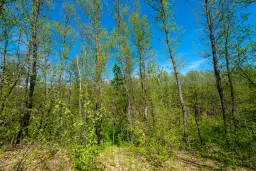 Bosgrond in Tolovitsa, rego Vidin - Bulgarije