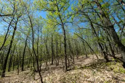 Bosgrond in Tolovitsa, rego Vidin - Bulgarije