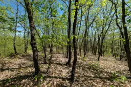 Bosgrond in Tolovitsa, rego Vidin - Bulgarije