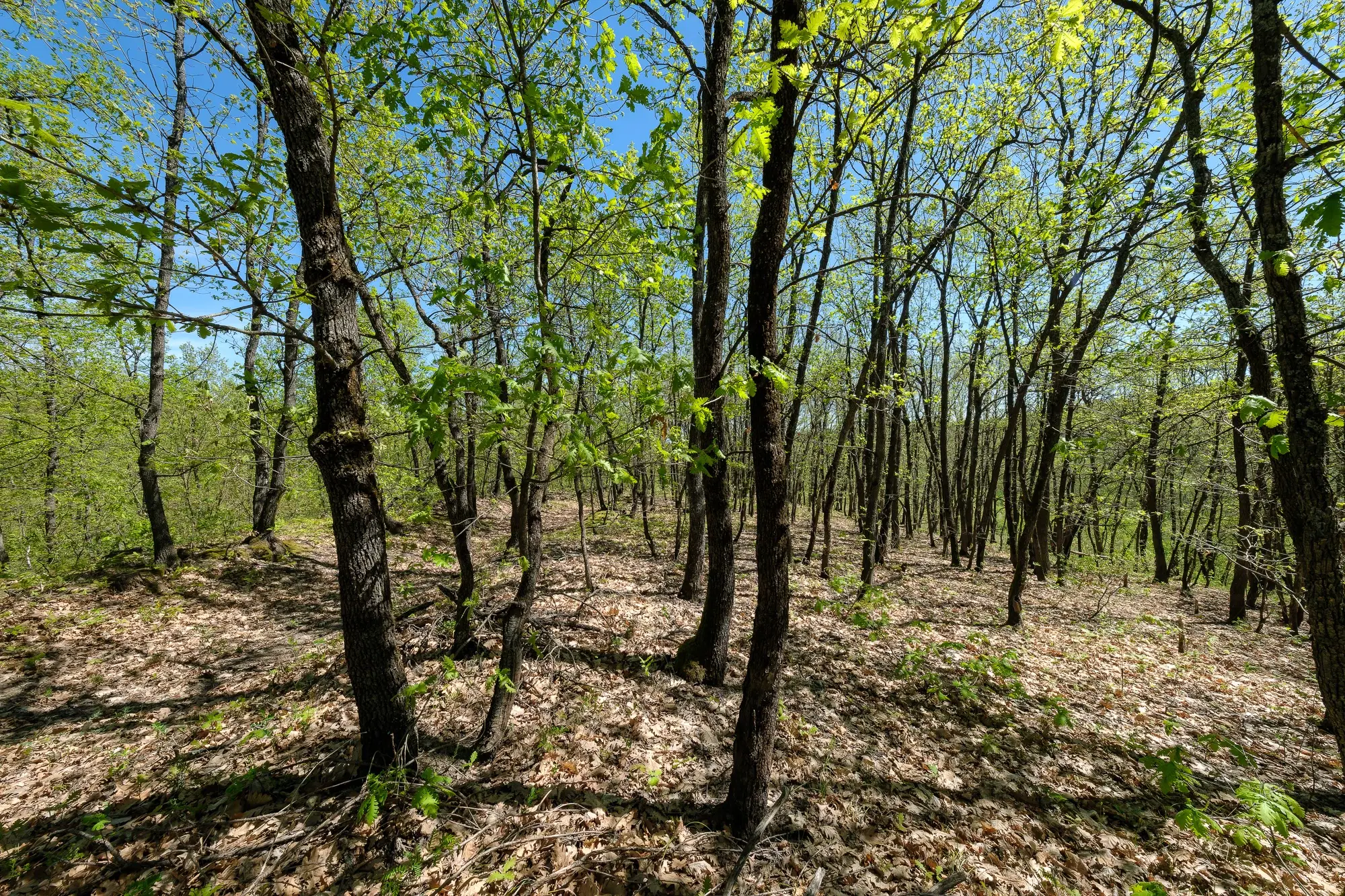 Bosgrond in Tolovitsa, rego Vidin - Bulgarije