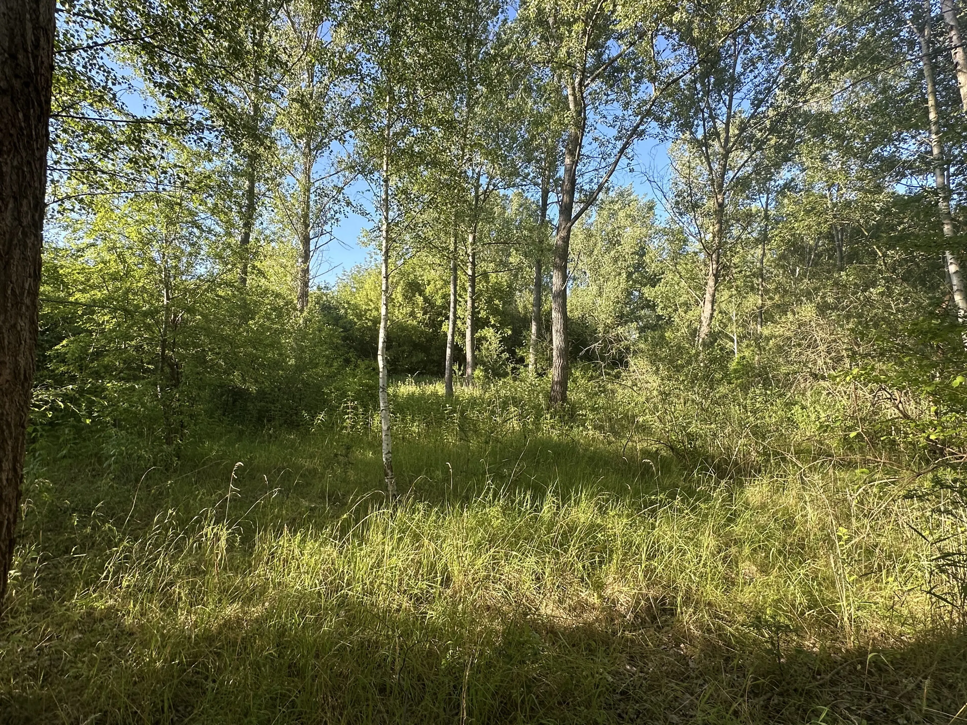 Perceel bosgrond in Zedlitz - Borna - Duitsland