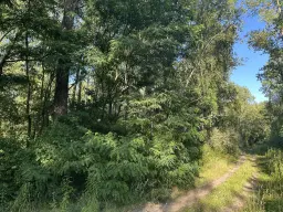 Perceel bosgrond in Zedlitz - Borna - Duitsland