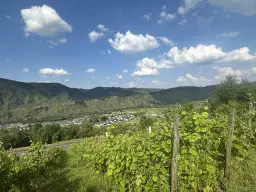 Gebruiksklare wijngaarden in Cochem - Bremm - Duitsland