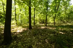 49.013 m2 bosgrond, regio Vidin - Bulgarije