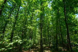 49.013 m2 bosgrond, regio Vidin - Bulgarije