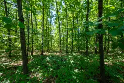 49.013 m2 bosgrond, regio Vidin - Bulgarije