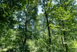 49.013 m2 bosgrond, regio Vidin - Bulgarije