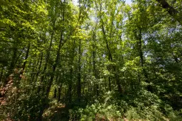 49.013 m2 bosgrond, regio Vidin - Bulgarije