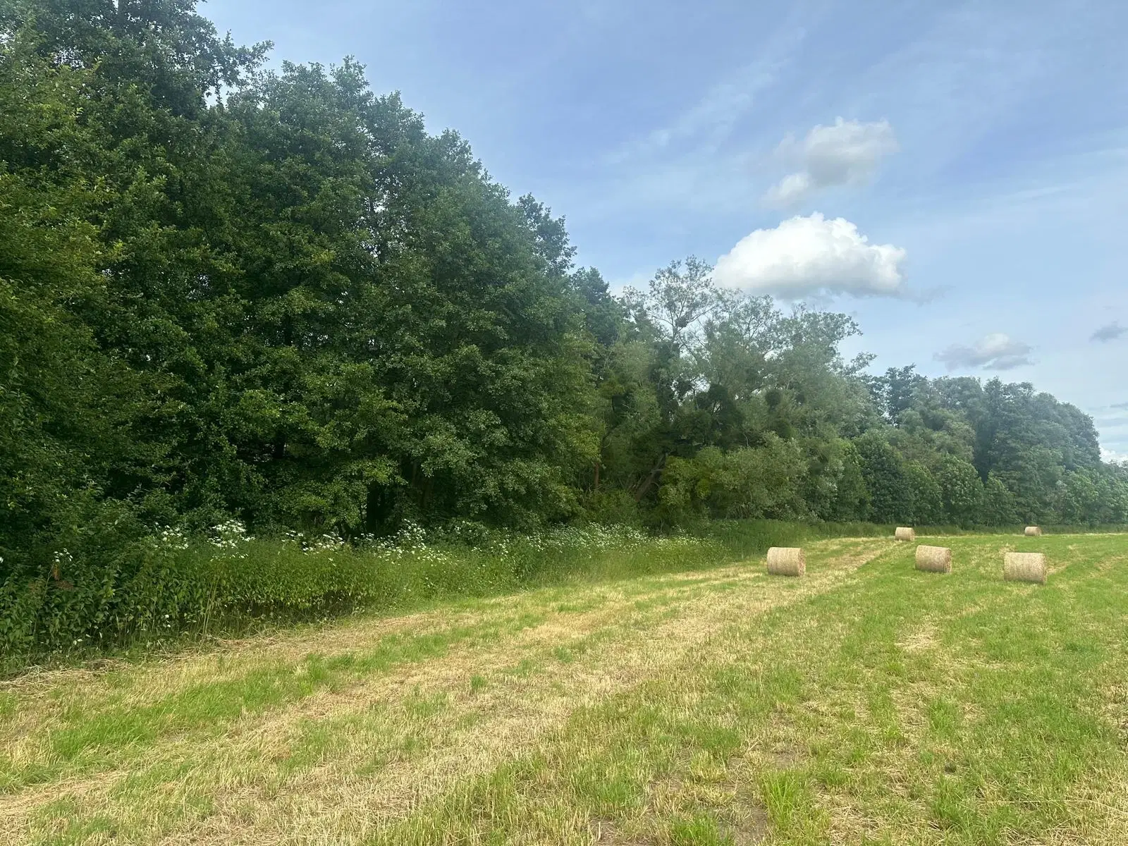 ca. 1 hectare perceel nabij recreatieoord Klein Hörselberg - Wutha-Farnroda - Duitsland