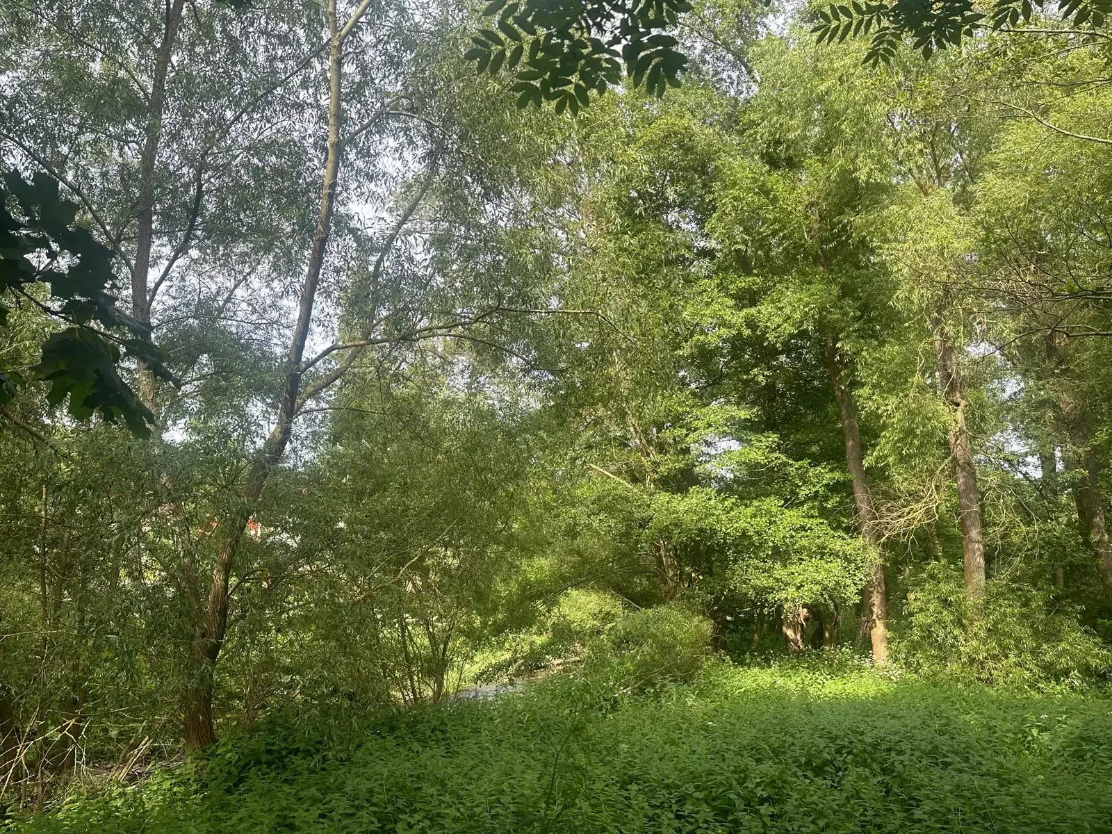 ca. 1 hectare perceel nabij recreatieoord Klein Hörselberg - Wutha-Farnroda - Duitsland