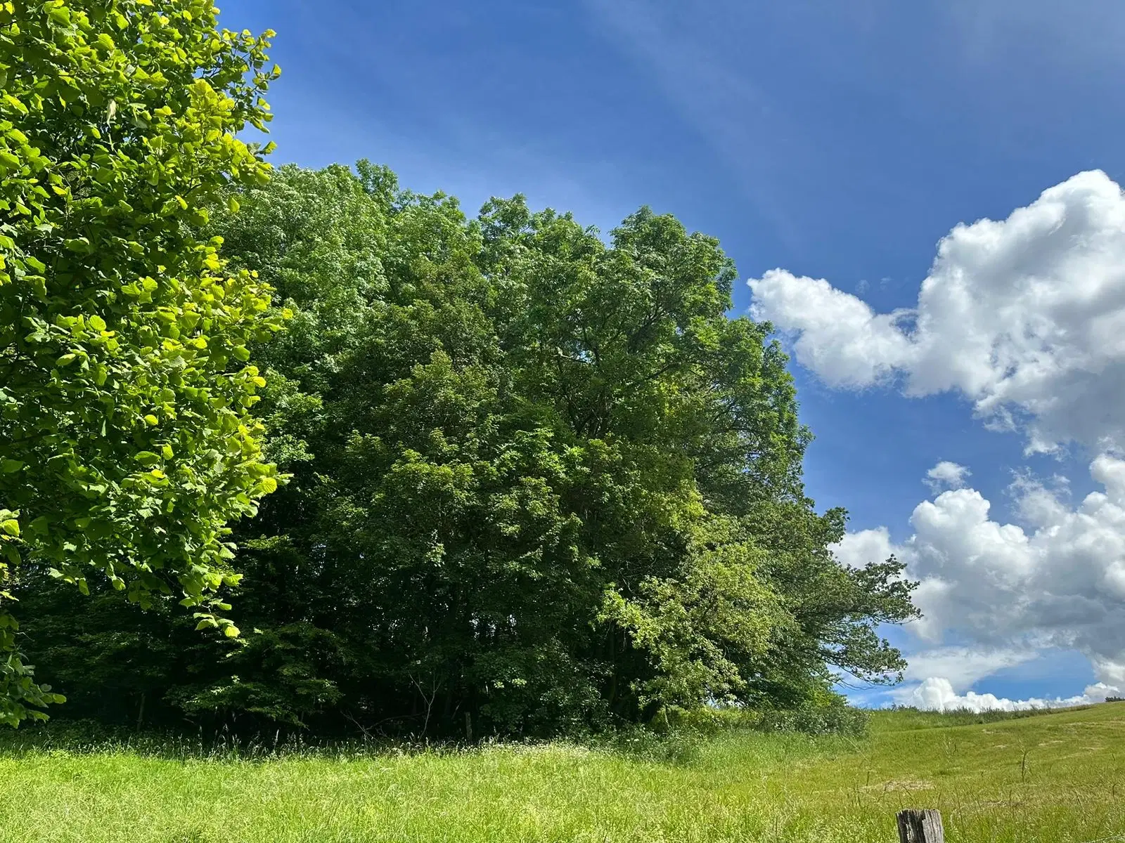 Vooroorlogse bunker met gezamenlijk 6.198 m2 percelen - Kittelstahl - Duitsland