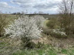 Perceel van 16.983 m2 vol charme en historie in Oschersleben, nabij Maagdenburg, Duitsland