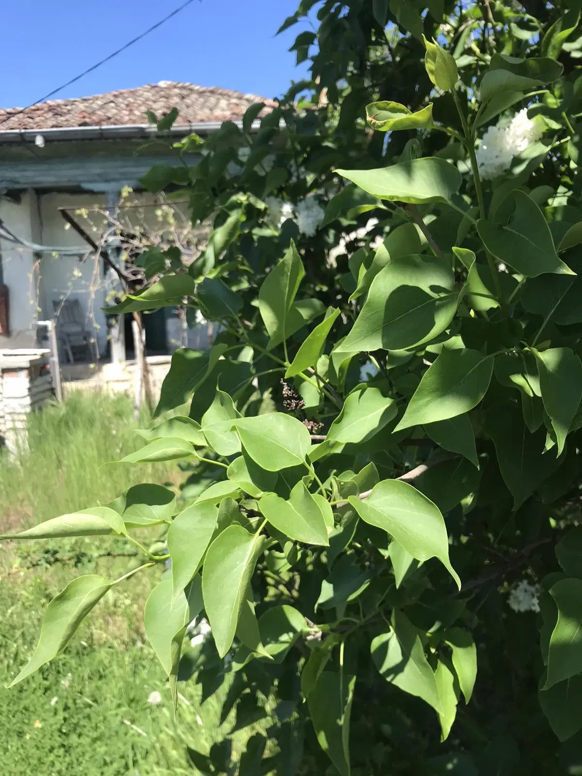 Authentiek 100 jaar oud landelijk huis + 1.006 m² grond in Glavan, Silistra - Bulgarije