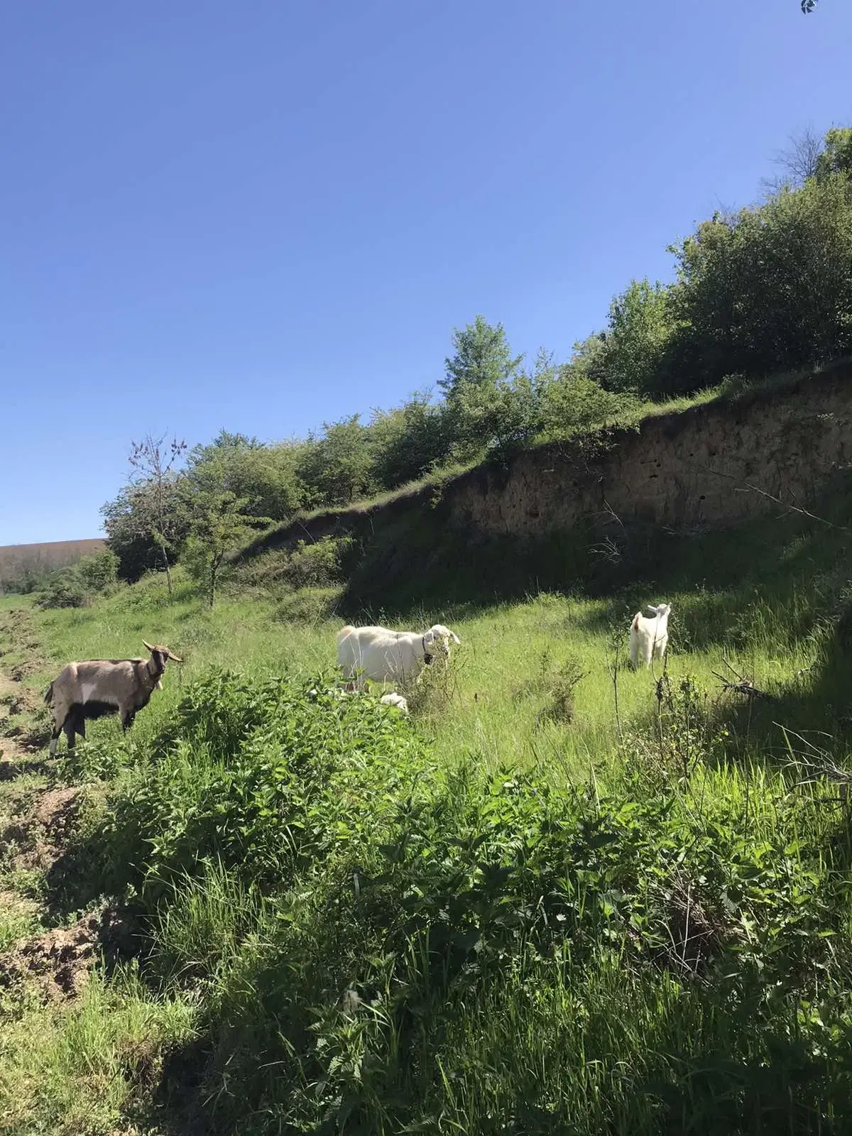 Authentiek 100 jaar oud landelijk huis + 1.006 m² grond in Glavan, Silistra - Bulgarije