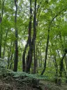 36.009 m² bosgrond nabij Vidbol River in Tsar Shismanovo, Vidin - Bulgarije