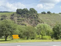 Wijngaard 774 m² met Riesling *direct gebruik mogelijk* in Cochem - Duitsland
