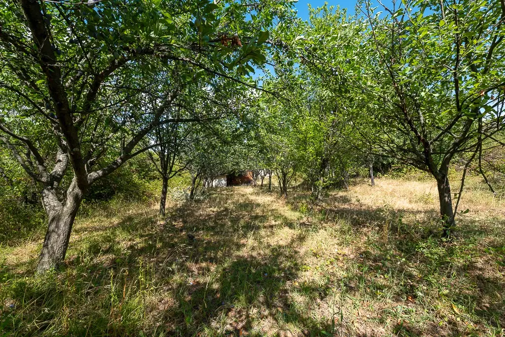 1.490 m² boomgaard met 2 oude huizen en 1 schuur in Podgore, Vidin - Bulgarije