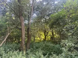 Off-grid perceel 1,2 hectare natuur in Osterfeld - Duitsland