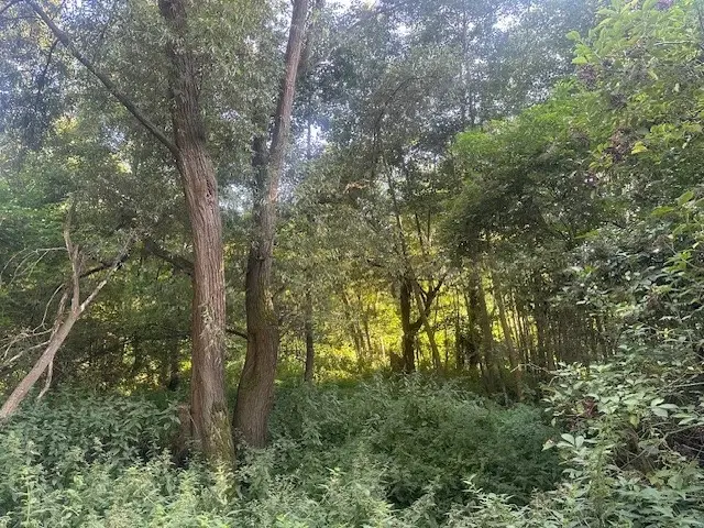 Off-grid perceel 1,2 hectare natuur in Osterfeld - Duitsland