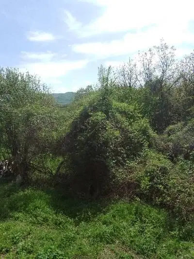 Lion's huis, bijgebouw en 1.050 m² grond in Rakovitsa, Vidin - Bulgarije