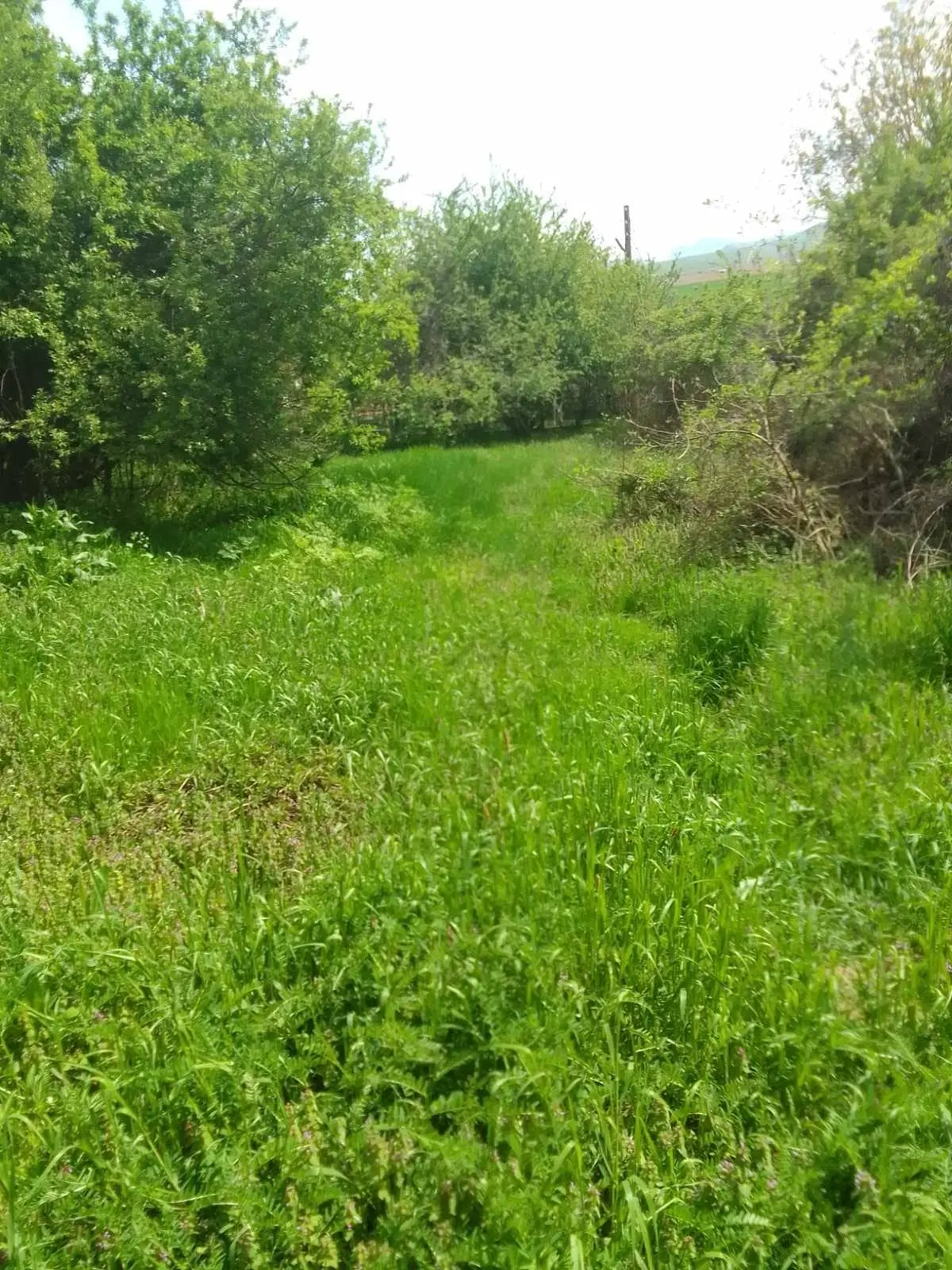 Lion's huis, bijgebouw en 1.050 m² grond in Rakovitsa, Vidin - Bulgarije