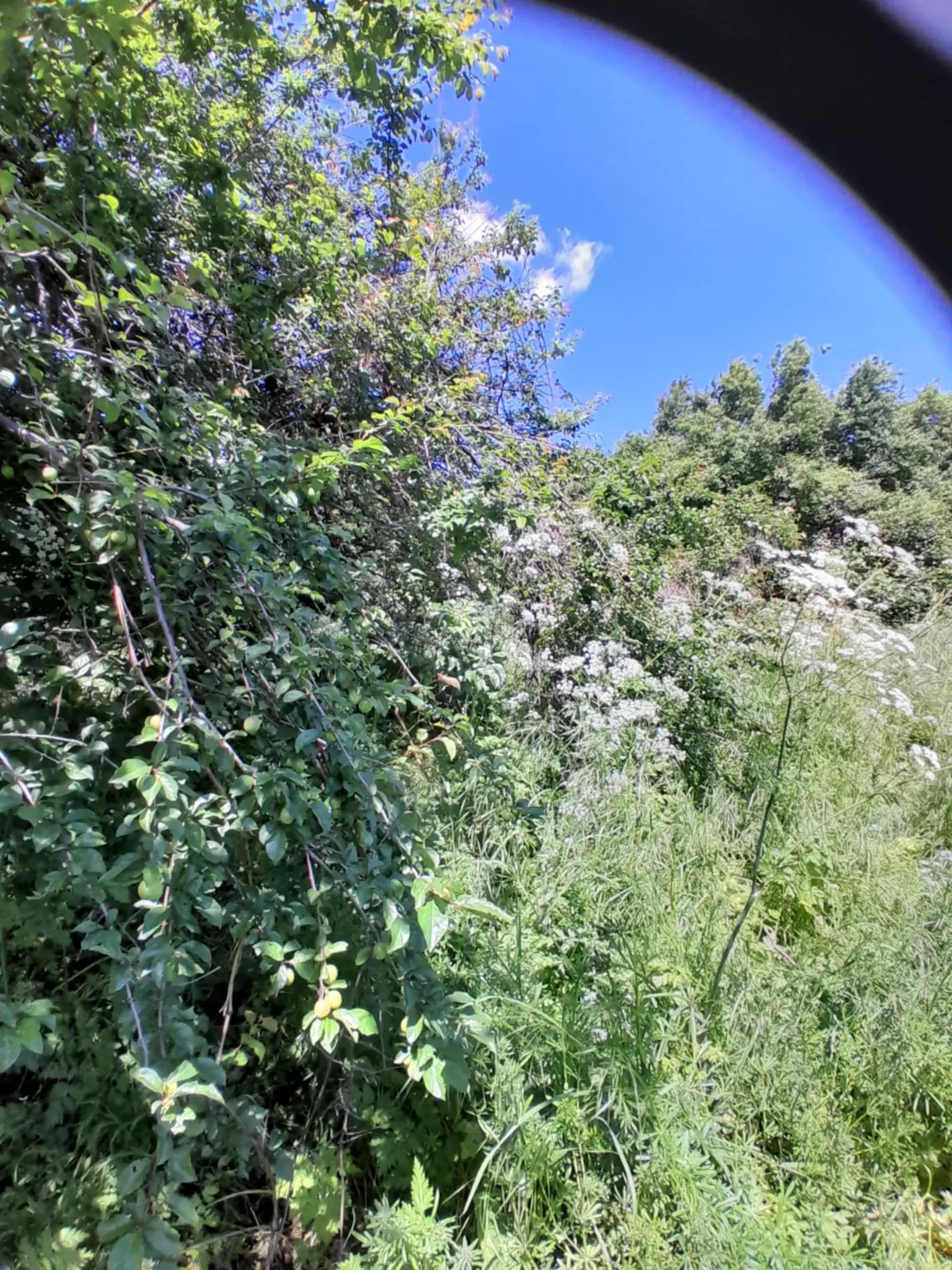 Lion's huis, bijgebouw en 1.050 m² grond in Rakovitsa, Vidin - Bulgarije