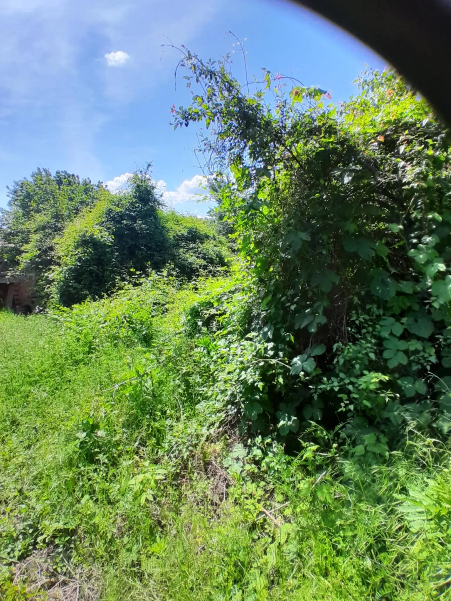 Lion's huis, bijgebouw en 1.050 m² grond in Rakovitsa, Vidin - Bulgarije
