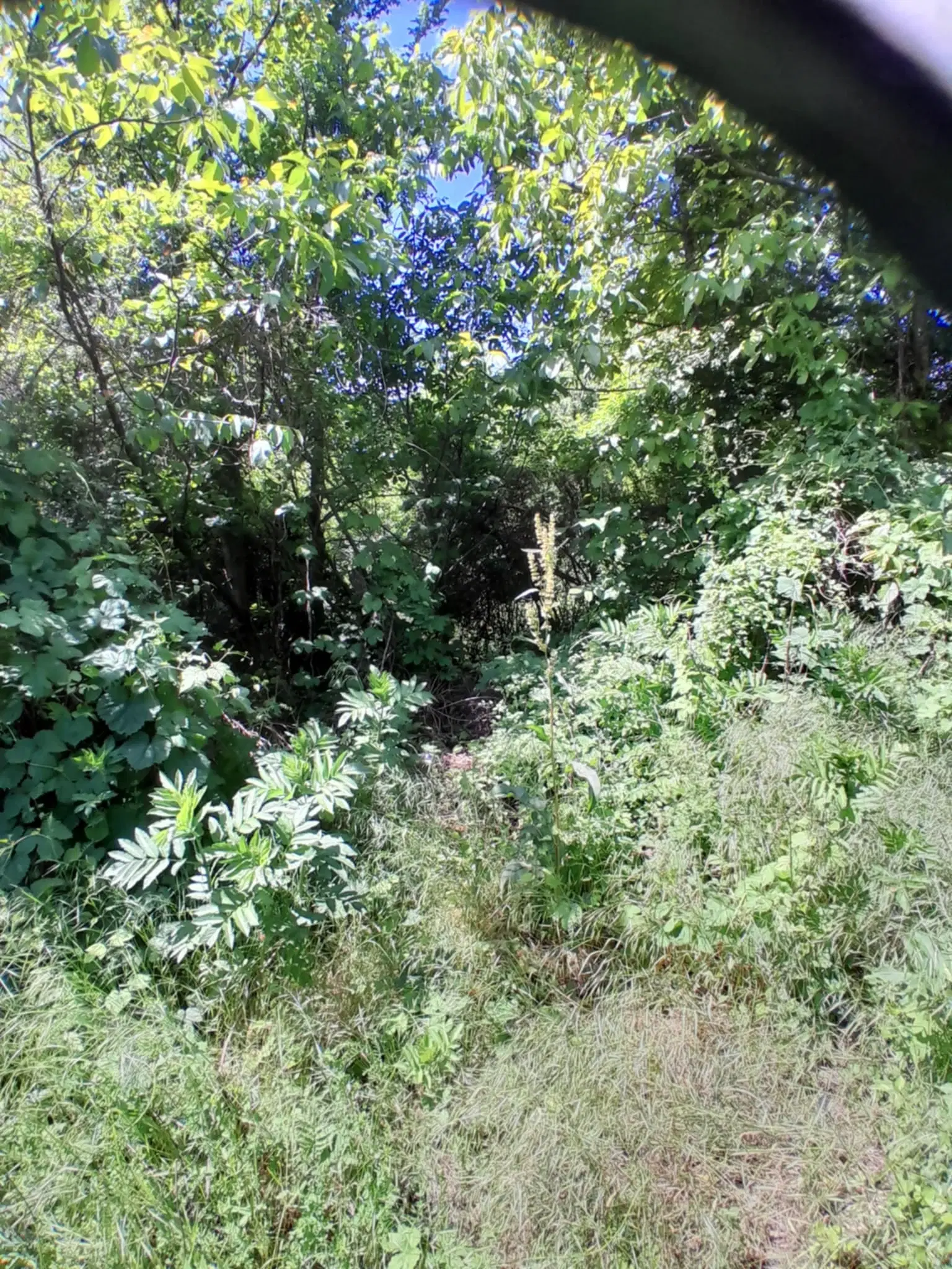 Lion's huis, bijgebouw en 1.050 m² grond in Rakovitsa, Vidin - Bulgarije