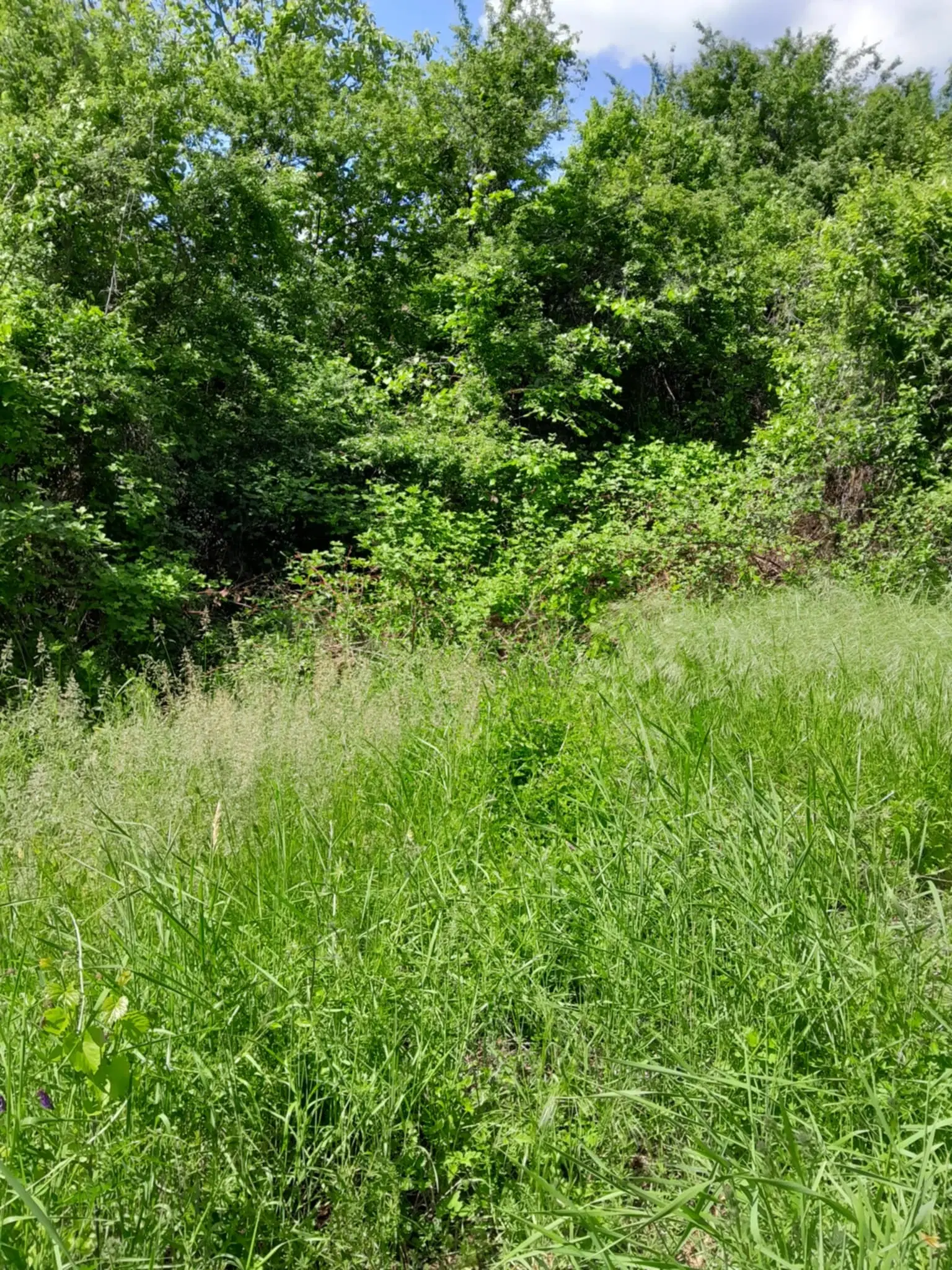 Eigendom aan de rivier met 2 huizen, bijgebouw en 1.100 m² grond in Podgore, Vidin - Bulgarije