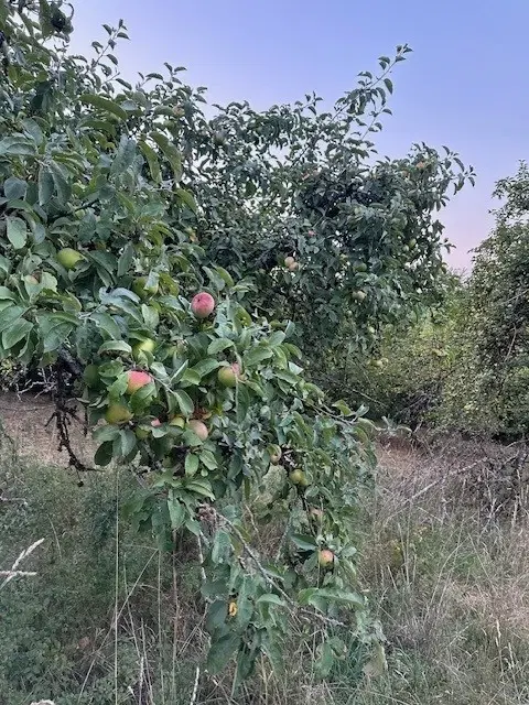 Eigendomsperceel met appelboomgaard, ca. 990 m² in Röttingen, Bayern - Duitsland