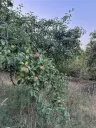 Eigendomsperceel met appelboomgaard, ca. 990 m² in Röttingen, Bayern - Duitsland
