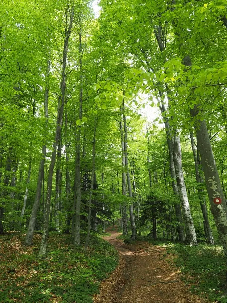 6.202 m² bosgrond in Kula, Vidin, Bulgarije
