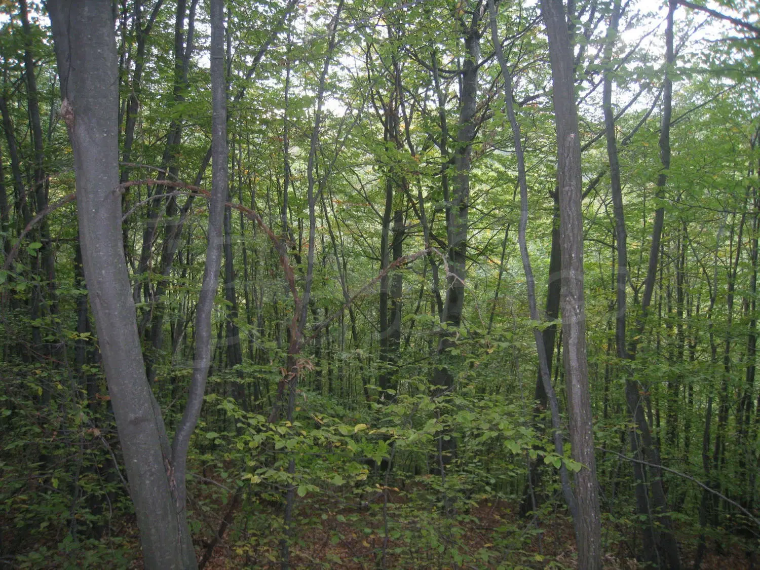 6.202 m² bosgrond in Kula, Vidin, Bulgarije