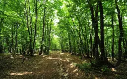 6.202 m² bosgrond in Kula, Vidin, Bulgarije