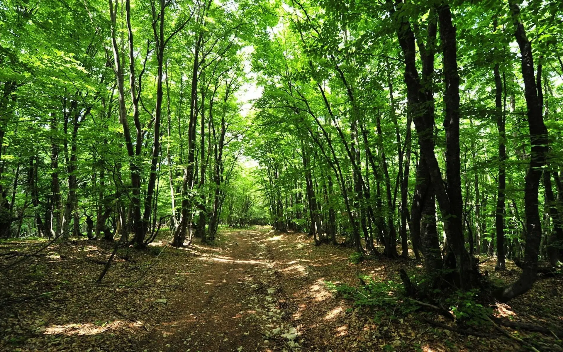 6.202 m² bosgrond in Kula, Vidin, Bulgarije