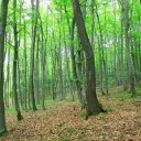 6.202 m² bosgrond in Kula, Vidin, Bulgarije