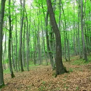 6.202 m² bosgrond in Kula, Vidin, Bulgarije