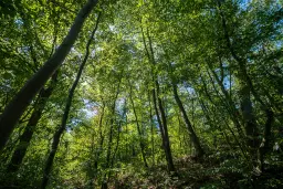 6.100 m² Bosgrond (één perceel) in Kula - Bulgarije