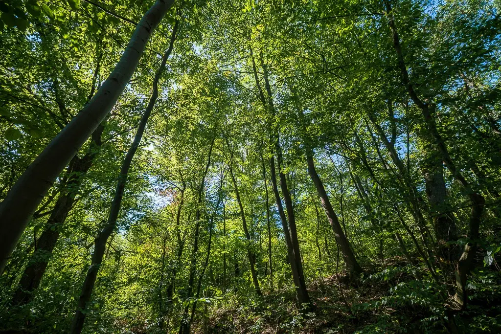 6.100 m² Bosgrond (één perceel) in Kula - Bulgarije