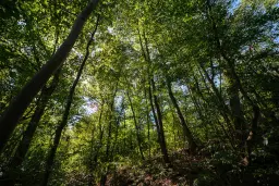 6.100 m² Bosgrond (één perceel) in Kula - Bulgarije