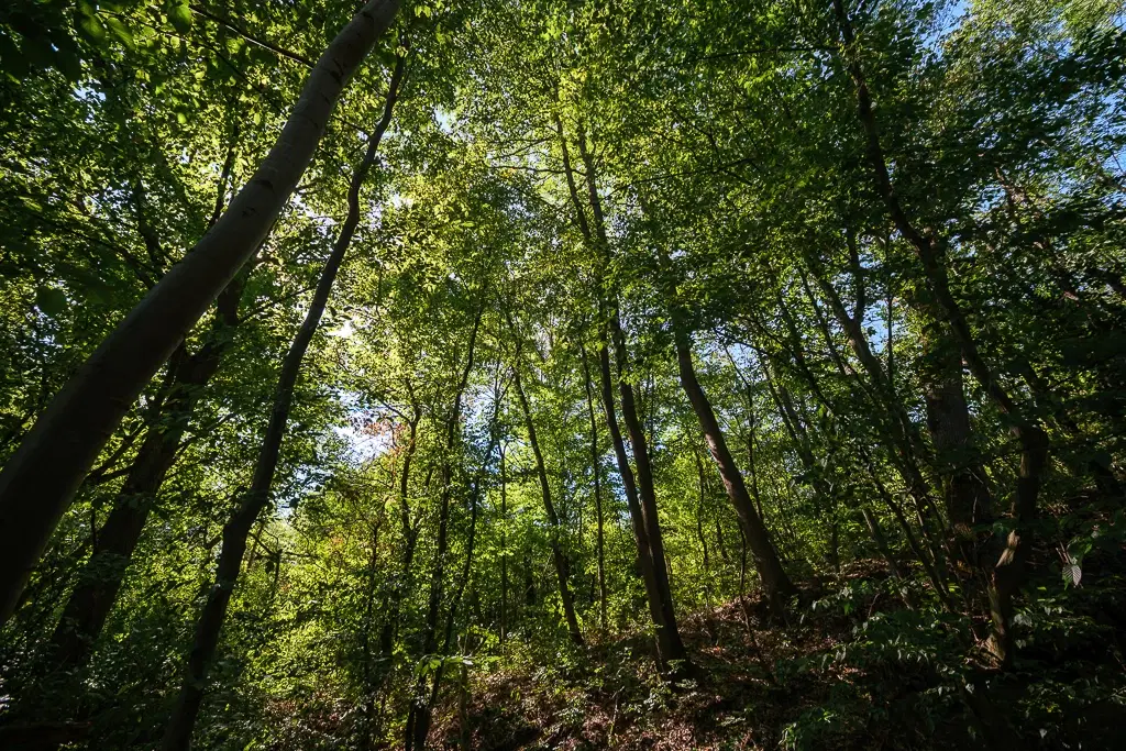 6.100 m² Bosgrond (één perceel) in Kula - Bulgarije
