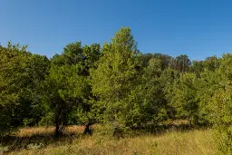 6.100 m² Bosgrond (één perceel) in Kula - Bulgarije
