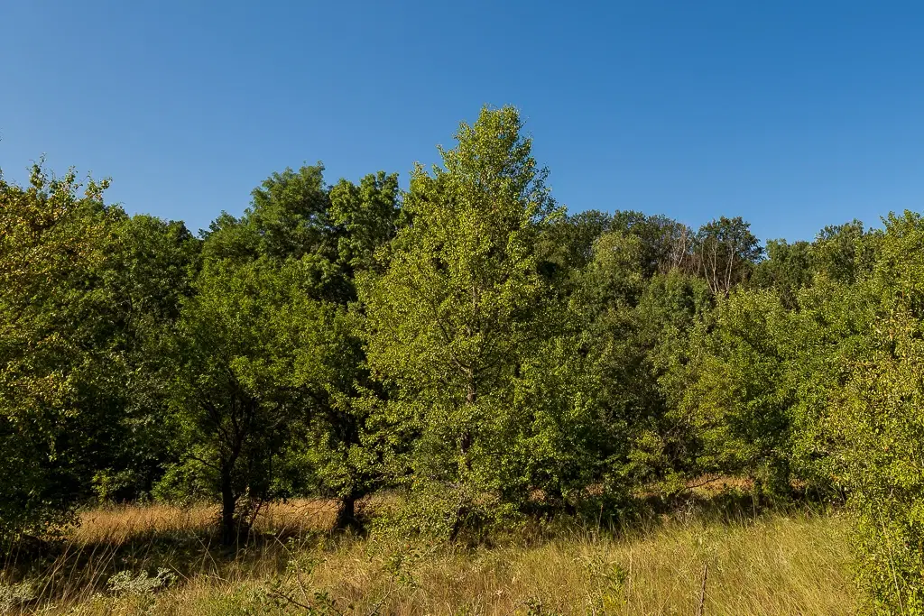 6.100 m² Bosgrond (één perceel) in Kula - Bulgarije
