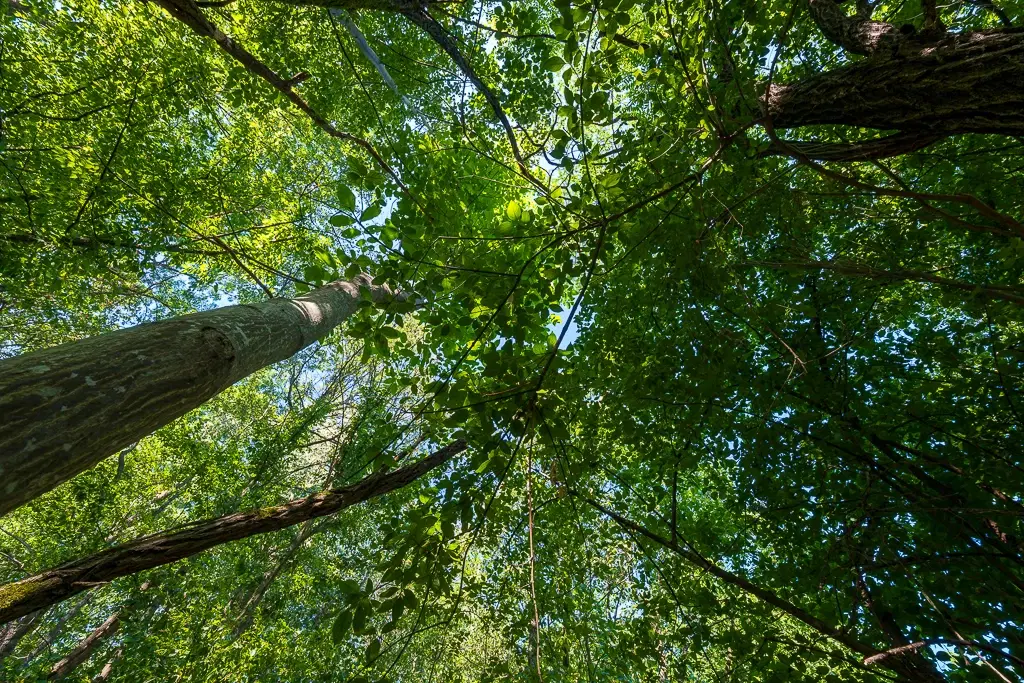 6.100 m² Bosgrond (één perceel) in Kula - Bulgarije