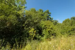 6.100 m² Bosgrond (één perceel) in Kula - Bulgarije