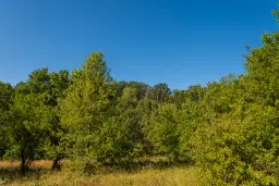 6.100 m² Bosgrond (één perceel) in Kula - Bulgarije